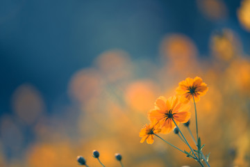 打豆浆剩的豆渣能放花盆里当肥料吗