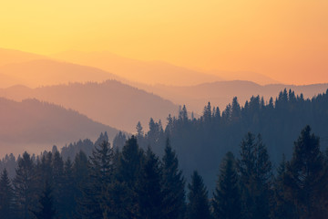 白茶有哪些品种 前十名